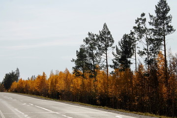 Fototapeta premium road in the forest