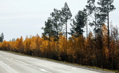 Fototapeta premium road in winter forest