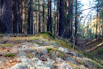 forest in autumn