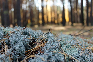 wild nature