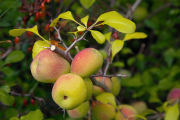 In the garden on a branch ripen the fruits of wild quince