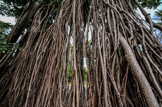 Particular tree in Angkor Wat temples, Siem Reap, Cambodia 