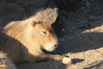 カピバラ