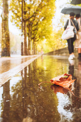 Yellow maple leaf on a wet shiny sidewalk on a rainy day