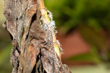 Plant stem with white mold close up