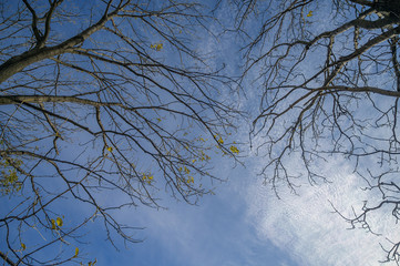 Tree branch silhouette over blue sky background.