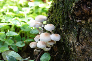White fungus on tree trunk close up