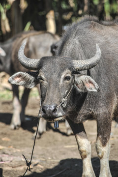 Water buffalo in countryside of Cambodia 