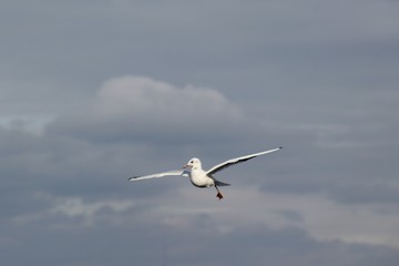gull