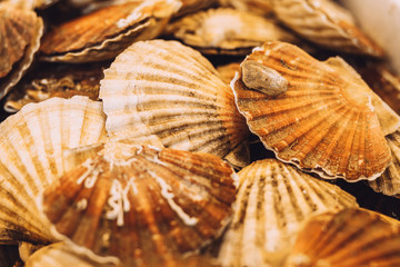 Close up of fresh oysters - fruit rural market