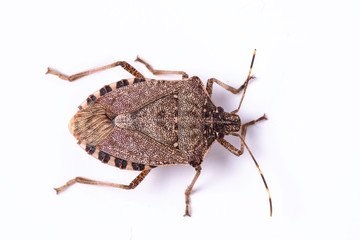 Brown marmorated stink bug close up dorsal view - obrazy, fototapety, plakaty