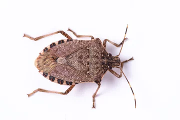 Foto op Canvas Brown marmorated stink bug close up dorsal view © Alessandro Grandini
