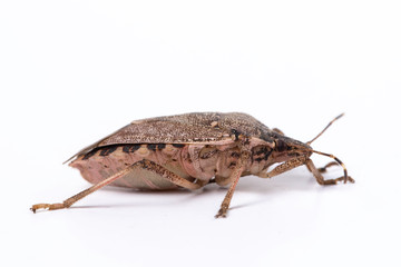 Brown marmorated stink bug close up side view