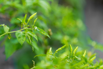 Chilli tree