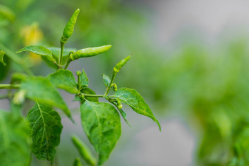 Chilli tree