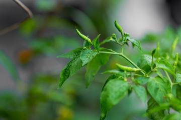 Chilli tree