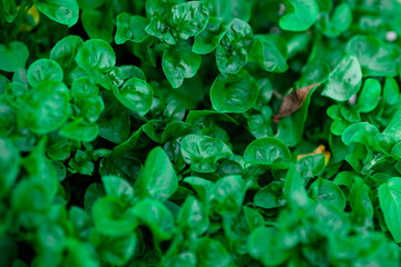 Green leaves