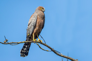 Spotted Harrier - Western Treatment Plant