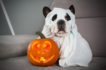 Dog dressed up as a ghost and halloween glowing pumpkin at home