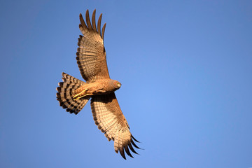 Spotted Harrier - Western Treatment Plant