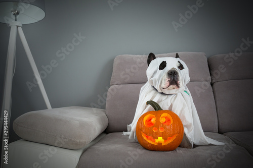Dog dressed up as a ghost and halloween glowing pumpkin at home