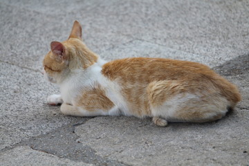 Naklejka na ściany i meble Beautiful cat lying in the shadow of the heat
