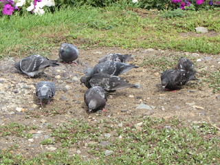 Obraz premium flowers. flower