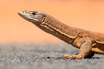 Gould's Monitor - SE QLD