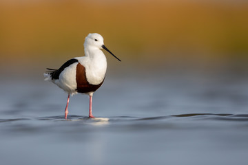 Banded Stilt - Western Treatment Plant