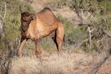Wild Camel - SA