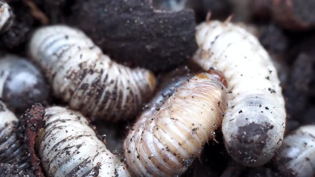 white worms close-up macro may bug larvae in the ground.
