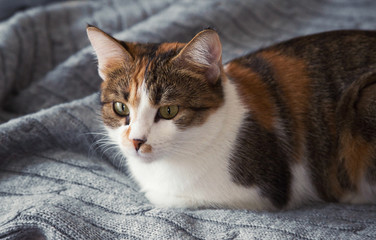 Fototapeta na wymiar Domestic calico cat close up