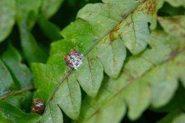 Fungus disease on green leaves close up