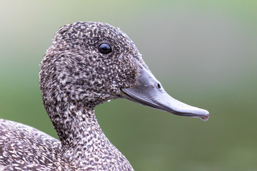 freckled duck - ocean grove