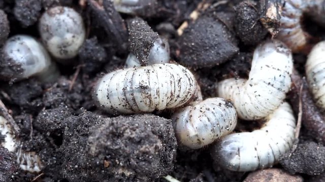 white worms close-up macro may bug larvae in the ground. The concept of fishing fishing, bait