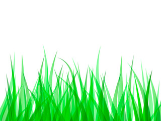 Obraz premium Green grass background. Vector illustration for poster.