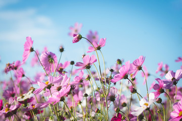 close-up of pink cosmos flowers on field
