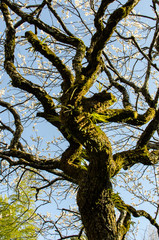 overgrown tree in the garden.