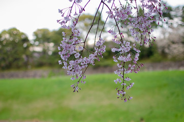 pink cherry flowers in garden.