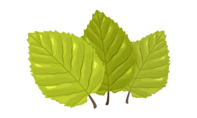 Three green leaves with visible tertiary veins of beech tree. Springtime, summertime concept. Cartoon vector isolated on white for botany, gardening, ecology, natural environment protection projects.