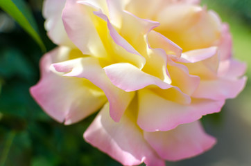 pink flower in garden. closeup.