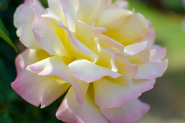 Obraz premium close up of a rose flower.