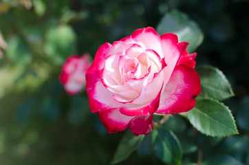 pink rose in the garden.