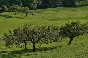 Baumreihen 