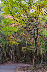 green foliage in autumn. japan.