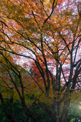 Fototapeta premium the trees is covered in red leaves. trees in autumn. 