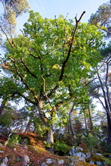 old oak in Denecourt hiking trail 11. Fontainebleau forest
