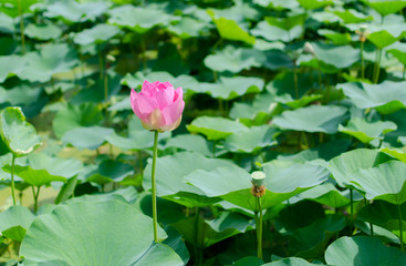 lotus in a pond. Japan.