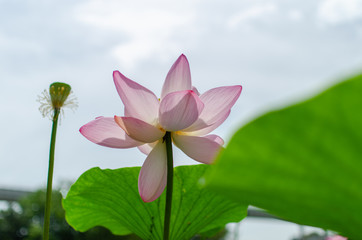 lotus in the pond. japan.