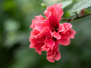 Obraz premium 紅いハイビスカス